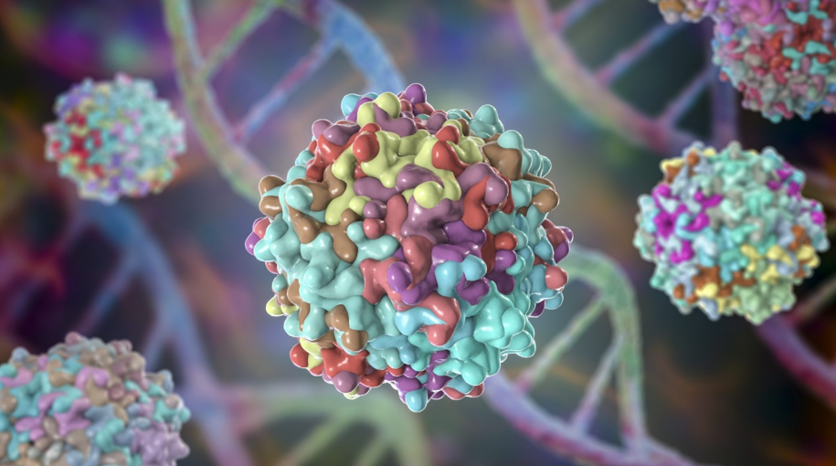 وکتور‌های مهندسی شده AAV با قابلیت عبور از سد خونی-مغزی میمون‌ها